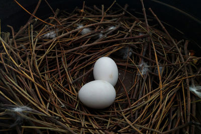 High angle view of pigeon eggs in nest