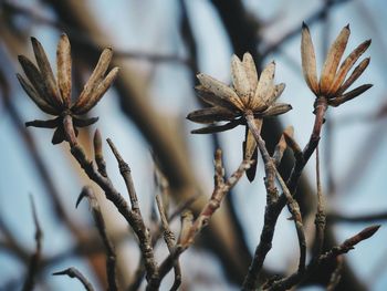 Close-up of flower