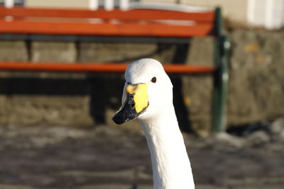 Close-up of a bird