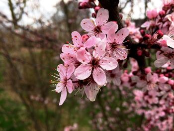 Close-up of pink flowers blooming on tree