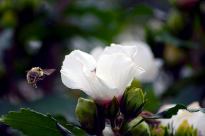 Close-up of white flowering plant