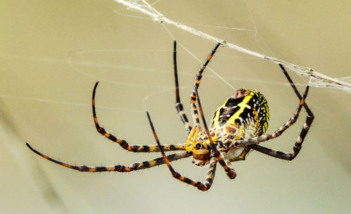 Close-up of spider on web
