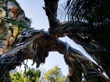 Low angle view of palm trees against clear sky