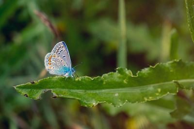 Close-up of butterfly on leaves