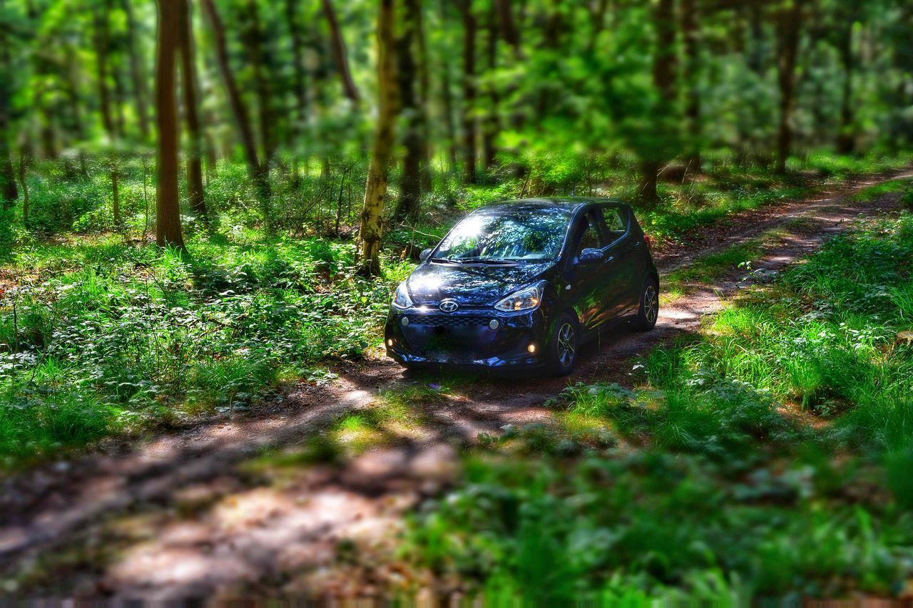 EMPTY ROAD AMIDST TREES IN FOREST