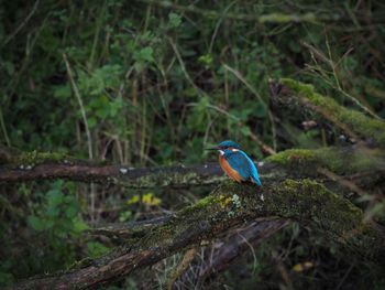 Close-up of kingfisher bird perching on branch