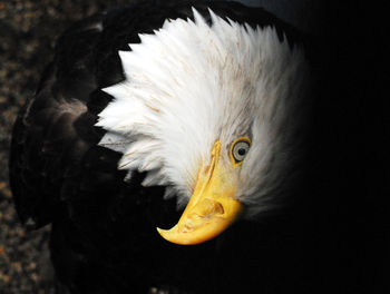 Close-up of bird