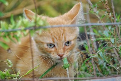 Close-up portrait of cat by plants