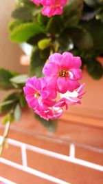 Close-up of pink flowers