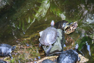 High angle view of tortoise swimming in pond