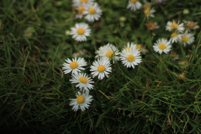 Close-up of white daisy flowers