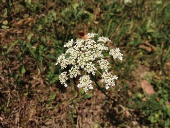 Close-up of white flowers