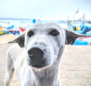 Close-up portrait of a dog