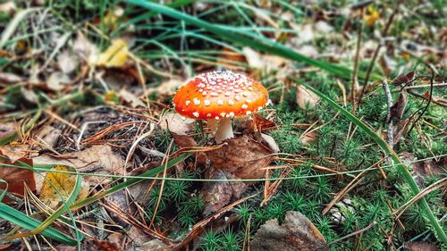 Close-up of fly agaric mushroom on field