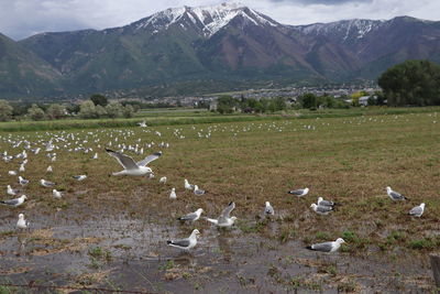 Seagulls flying over mountains