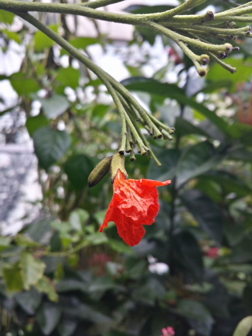 red, flower, bird, focus on foreground, one animal, close-up, growth, beauty in nature, nature, animal themes, branch, animals in the wild, petal, freshness, wildlife, tree, leaf, fragility, selective focus, day