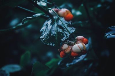 Close-up of red berries growing on plant