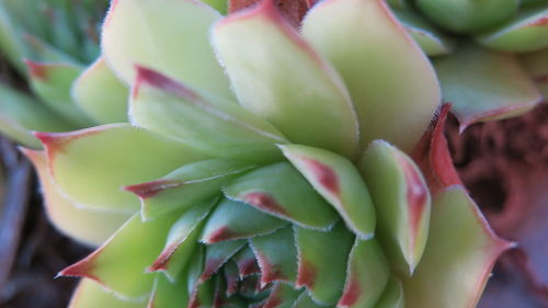 Close-up of fruit