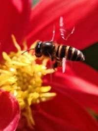 Close-up of bee pollinating on red flower