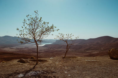 Dead tree on desert against clear blue sky