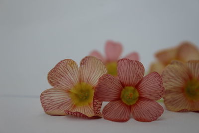 Close-up of flowers over white background