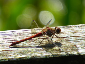 Close-up of dragonfly on wood