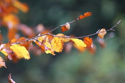 Close-up of autumnal leaves against blurred background