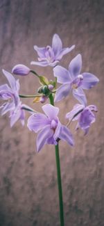 Close-up of purple flowering plant