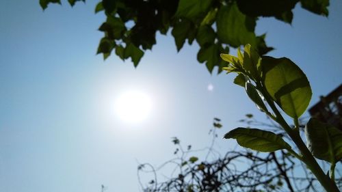 Low angle view of leaves against sky