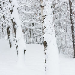 Close-up of tree branches during winter