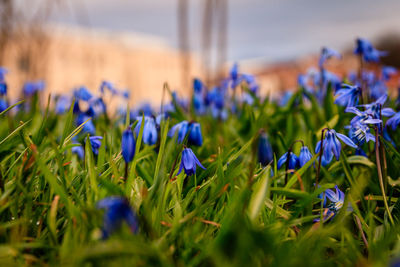 Close-up of purple crocus flowers on field