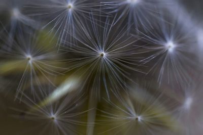 Detail shot of dandelion flower