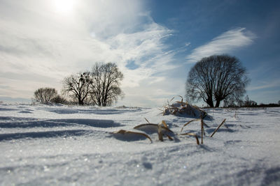 Snow-covered meadow and trees