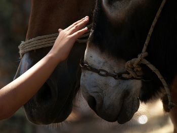 Midsection of a horse