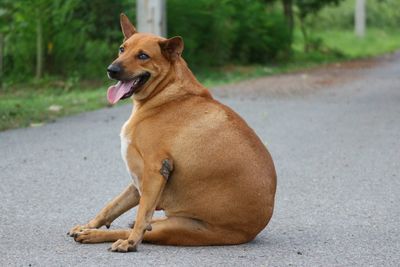 Portrait of dog sitting on road