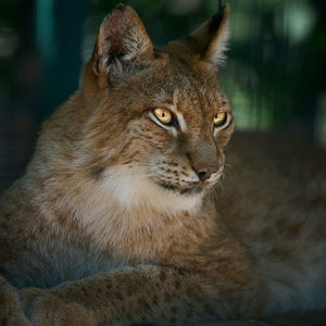 animal