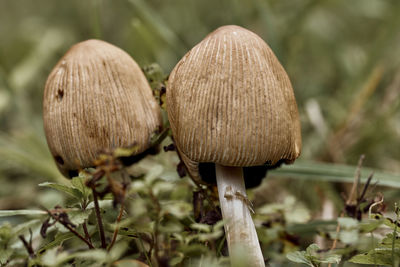 Close-up of mushroom growing on field