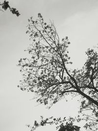 Low angle view of bare trees against sky