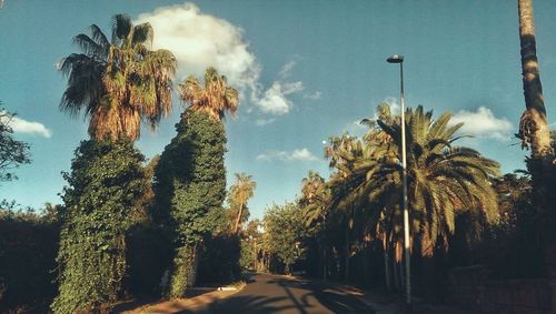 Low angle view of trees against sky