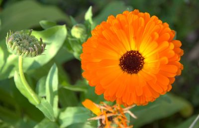 Close-up of orange flower