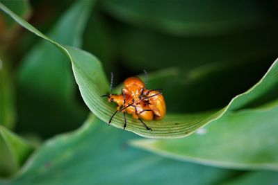 Orchid loving leaf beetles 