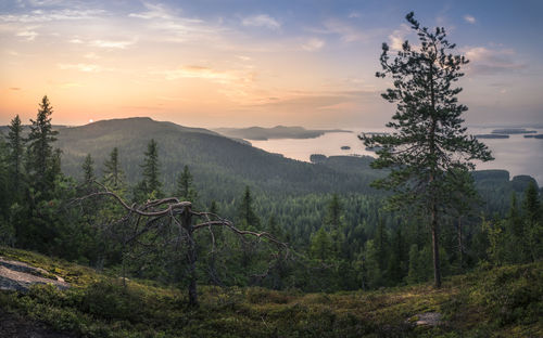 View of trees in forest against cloudy sky