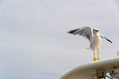 Seagull flying in sky