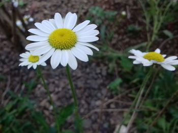 Close-up of flowers blooming on field