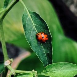 Close-up of ladybug on leaf