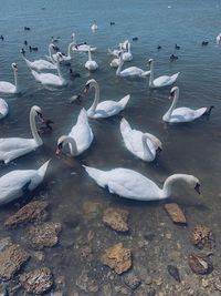 High angle view of seagulls on lake