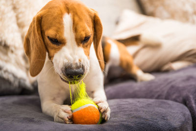 Close-up portrait of a dog