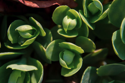 Full frame shot of succulent plant