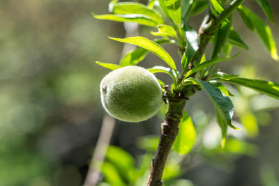 Close-up of fruit growing on tree