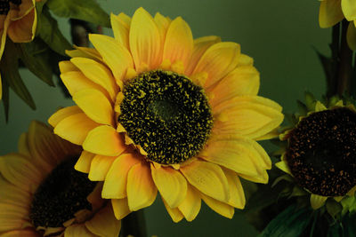 Close-up of sunflower blooming outdoors